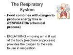 The Respiratory System