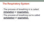 The Respiratory System