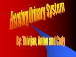 urinary system red