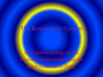 The Respiratory System