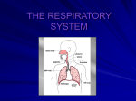 THE RESPIRATORY SYSTEM