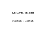 Kingdom Animalia