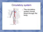 Circulatory system The circulatory system moves blood through the