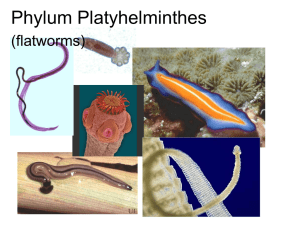 Phylum Platyhelminthes