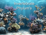 Invertebrate Phylum`s