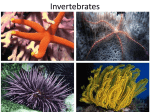 Invertebrates - Cloudfront.net