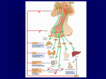 GH Stimulation Tests