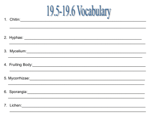 hyphae spores