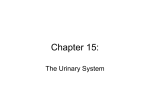 Urinary System