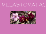 MELASTOMATACEAE