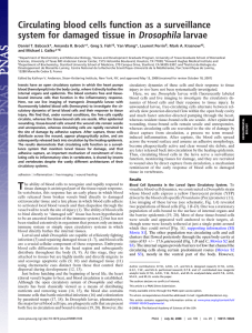 Circulating blood cells function as a surveillance system for damaged tissue in Drosophila larvae. PNAS 105 , 10017-10022.