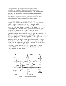 The ways in which the enzymes catalase and horseradish