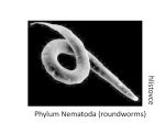 Phylum Nematoda (roundworms) hlís to vce