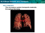 30.4 Blood Vessels and Transport KEY CONCEPT The circulatory system transports materials