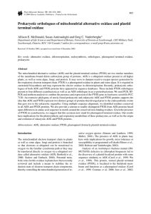 Prokaryotic orthologues of mitochondrial alternative oxidase and plastid terminal oxidase