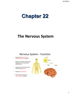Chapter 22 The Nervous System Nervous System - Function 6/1/2013