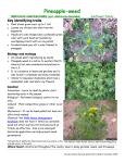 Pineapple weed - Stevens County
