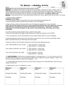 Fly Meiosis hand out Meiosis Pipe Cleaner Activity GINGER