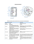 Plant Cell Vs Animal Cell