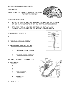 chapter # 27 > human anatomy - the nervous system