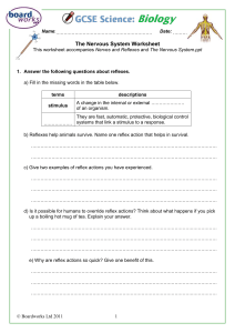 The Nervous System Worksheet