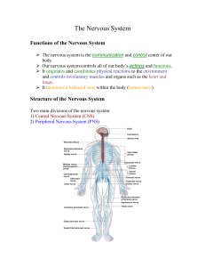 The Nervous System