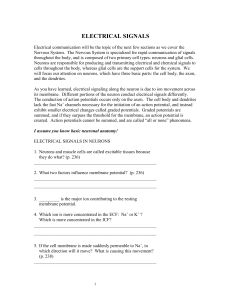 13. What determines the magnitude of the graded potential? (p. 240)