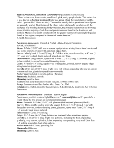 Section Peltanthera, subsection Centranthifolii [synonym