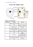 plant and animal cells