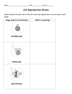 Cell Division