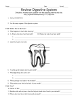 Review Digestive System