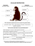 cellular-respiration-organizer