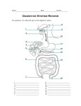 Name_______________________________Date Digestive