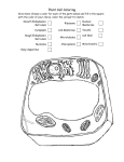 Plant Cell Coloring