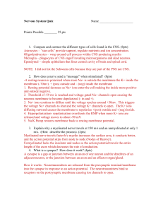 Nervous System Quiz Answers