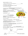 PHOTOSYNTHESIS (Plant Nutrition)