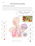 The Respiratory System