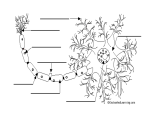 axon diagram