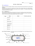 Cells Alive- Internet Lesson - Parkway C-2