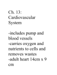 CH. 13 Cardio Notes