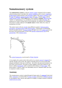 Somatosensory system