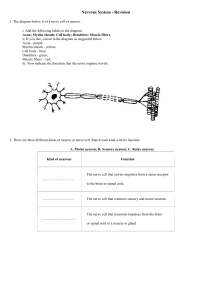 Nervous System