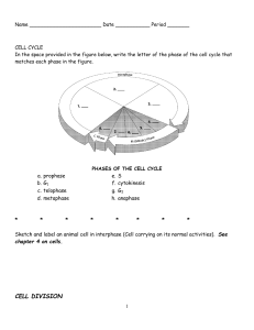 Cell Cycle Study Guide