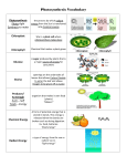 Photosynthesis Vocab File