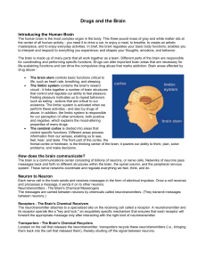 Drugs and the Brain Introducing the Human Brain The human brain