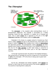 ChloroplastWorksheet