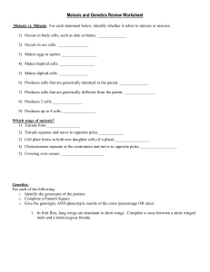 Meiosis and Genetics Review worksheet