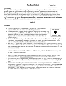 Pop Bead Meiosis Lab
