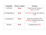 Organelles