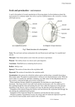 Seeds and germination - seed structure